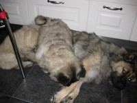 /album/lyser%c3%b8d-t%c3%a6ve/img-1410-jpg/