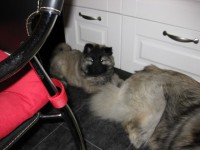 /album/lyser%c3%b8d-t%c3%a6ve/img-1412-jpg/