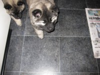 /album/lyser%c3%b8d-t%c3%a6ve/img-1413-jpg/