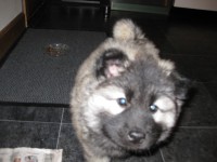 /album/lyser%c3%b8d-t%c3%a6ve/img-1414-jpg/