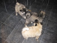 /album/lyser%c3%b8d-t%c3%a6ve/img-1420-jpg/