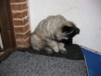 /album/lyser%c3%b8d-t%c3%a6ve/img-1422-jpg/