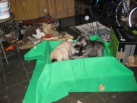 /album/lyser%c3%b8d-t%c3%a6ve/img-1425-jpg/